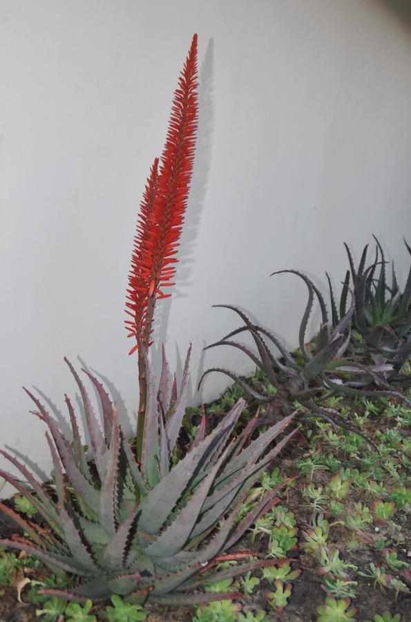 Clan Court Guesthouse Clanwilliam Exterior foto